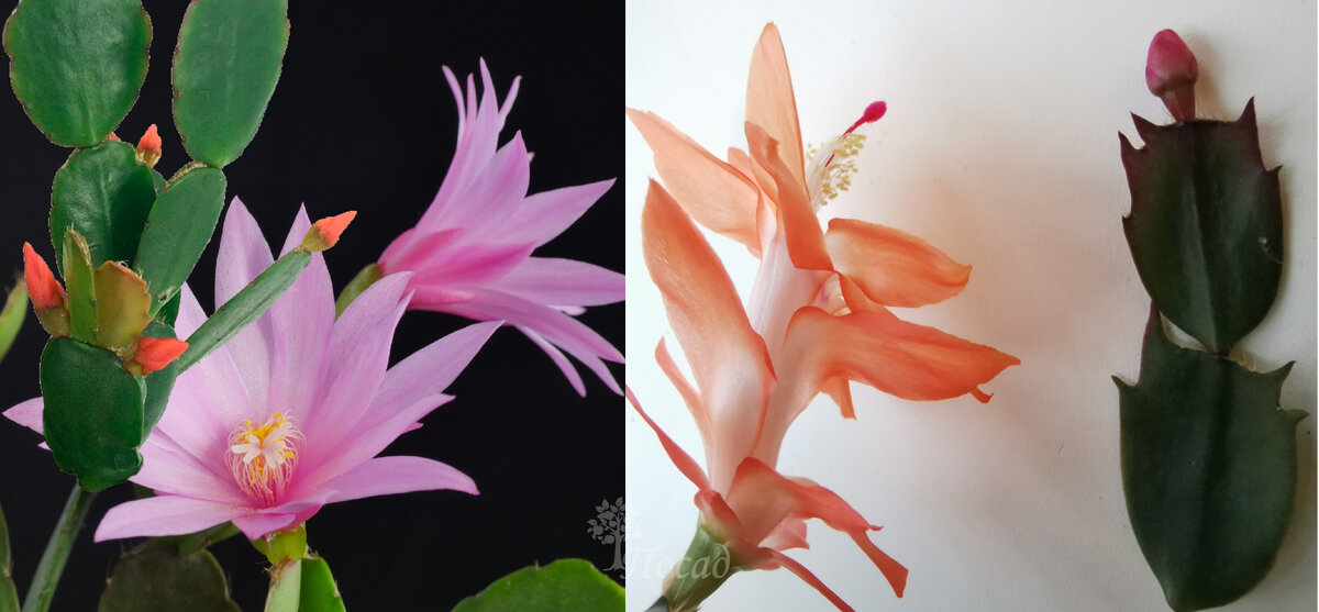 На тёмной стороне силы - рипсалидопсис (пасхальный кактус), на светлой - шлюмбергера (рождественский кактус). Разница между сегментами стебля и цветками разительна.