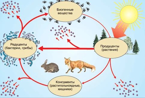 Продуценты, консументы и редуценты - это не просто термины, а герои великого спектакля природы.