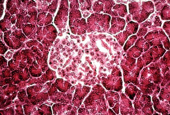 Островок Лангерганса поджелудочной кислоты