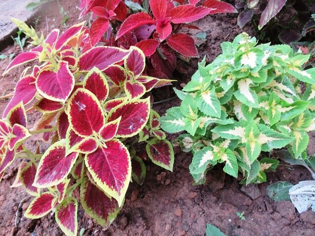 Как правильно сохранить колеусы до весны: советы и рекомендации