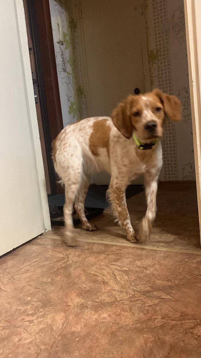 Тот самый якобы спаниель