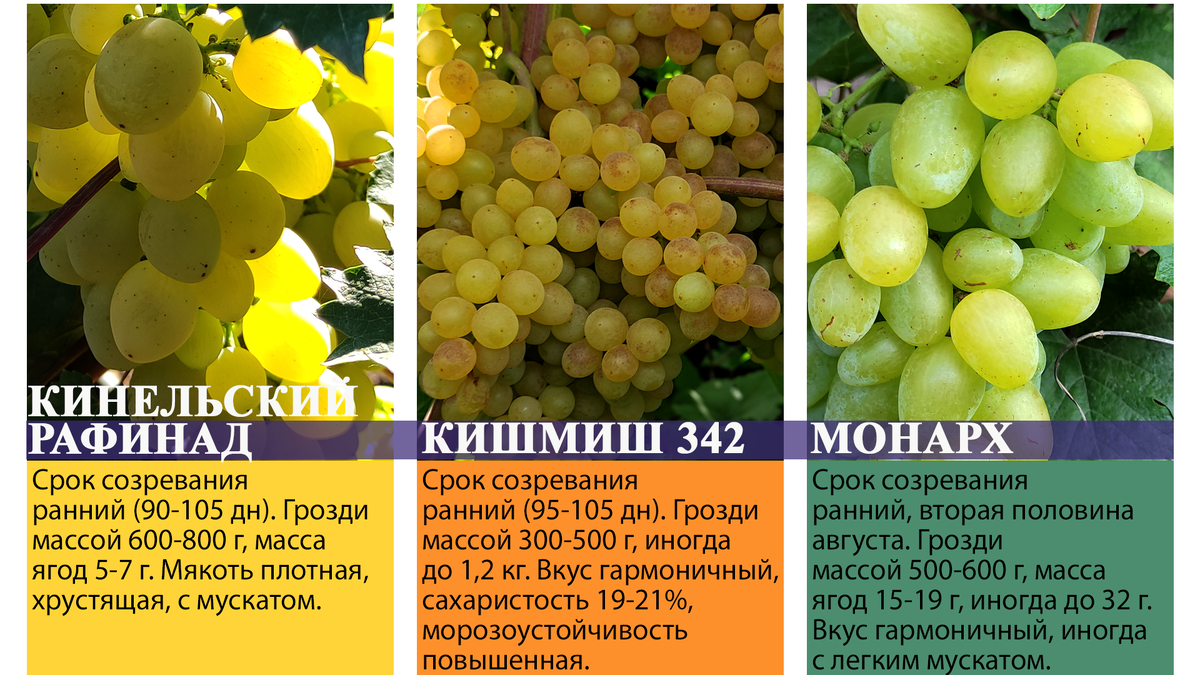 Виноград Виктория : купить саженцы в Москве с доставкой и по низкой цене