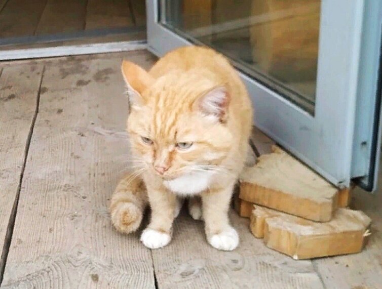 Кот улучал момент, чтобы незаметно прошмыгнуть в котельную