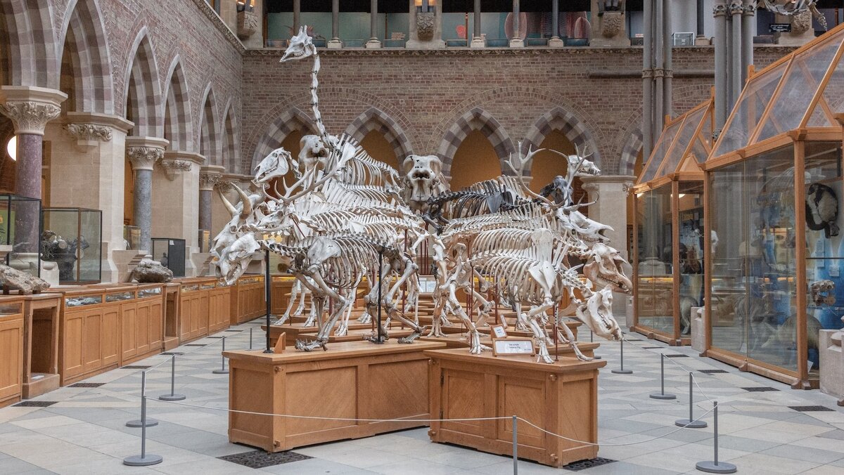 Laurie Byrne, unsplash.com / Музей естественной истории Оксфордского университета