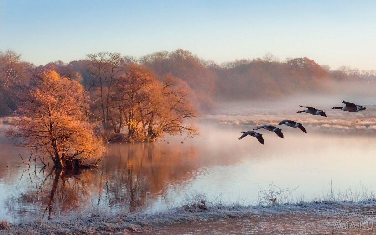 Теплые края. Осень туман. Поздняя осень птицы. Озеро поздней осенью. Поздняя осень речка.