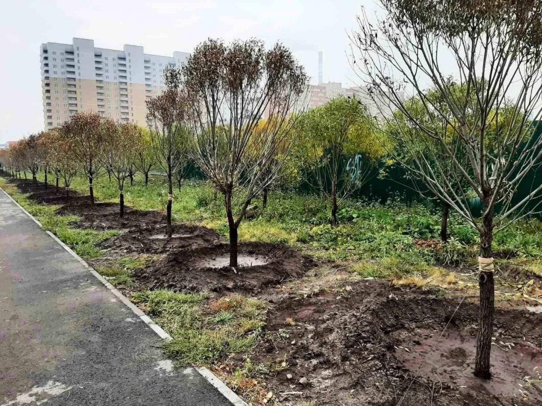 | Фото: МКУ «ЛесПаркХоз»