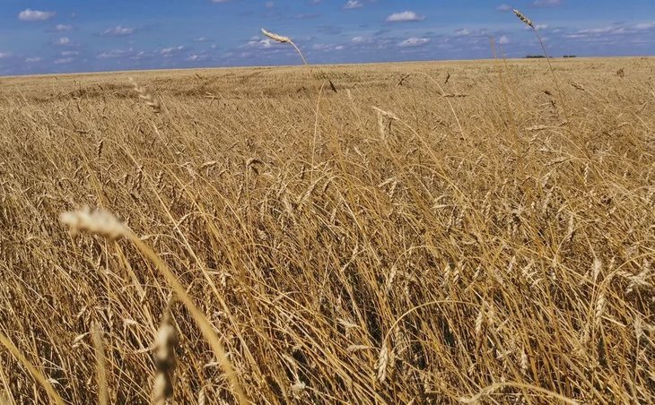    Зернопроводящая структура Сибири ориентируется на Китай