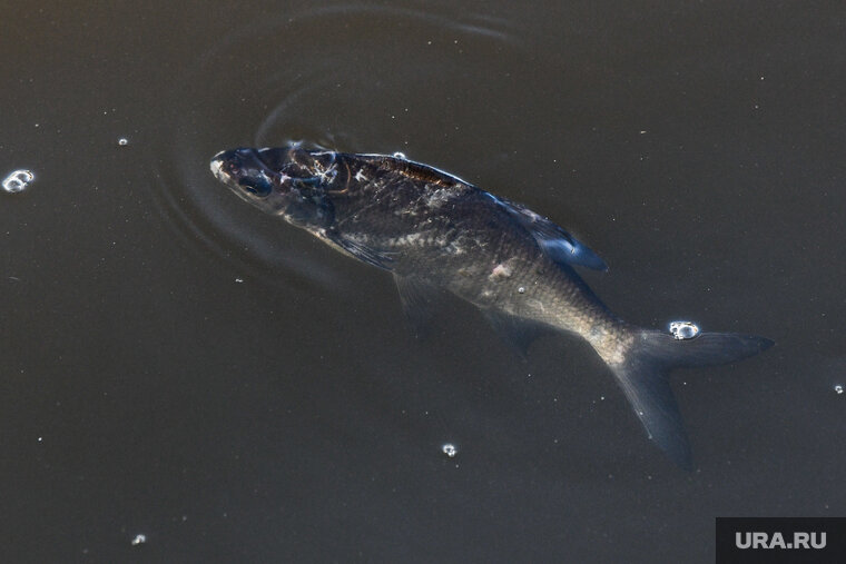    Большинство мальков выжило