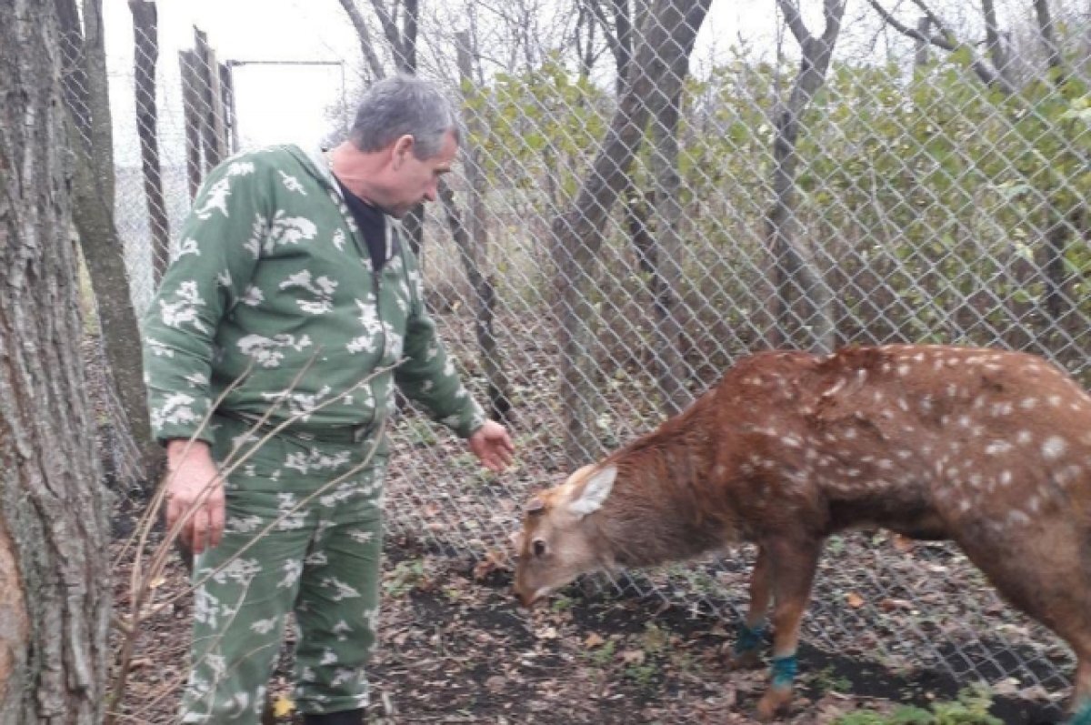    В Белгородской области нашли сбежавшего из вольера пятнистого оленя