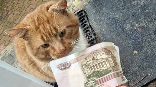 Враг Кошка Скачать | Дзен
