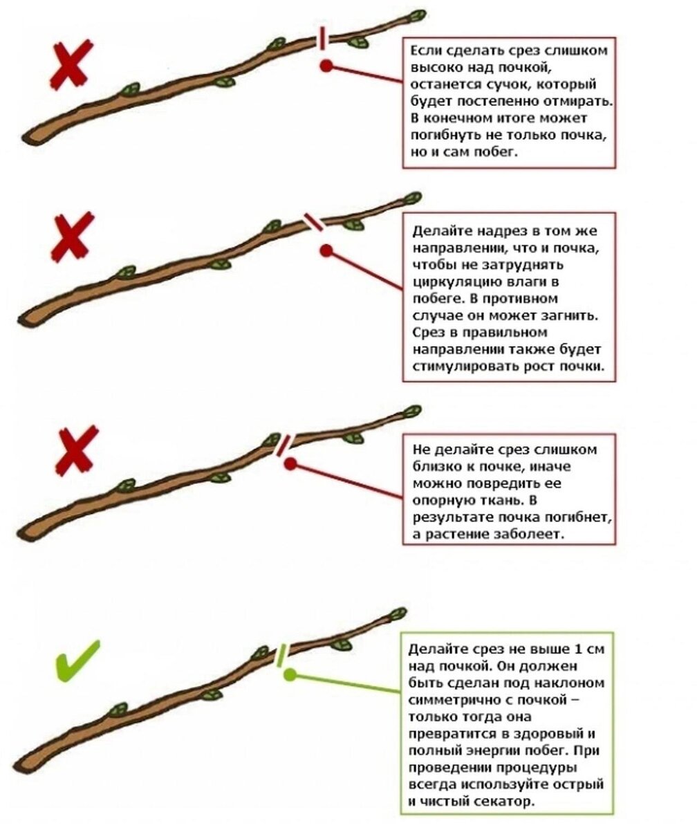 Обрезка привитых веток яблони