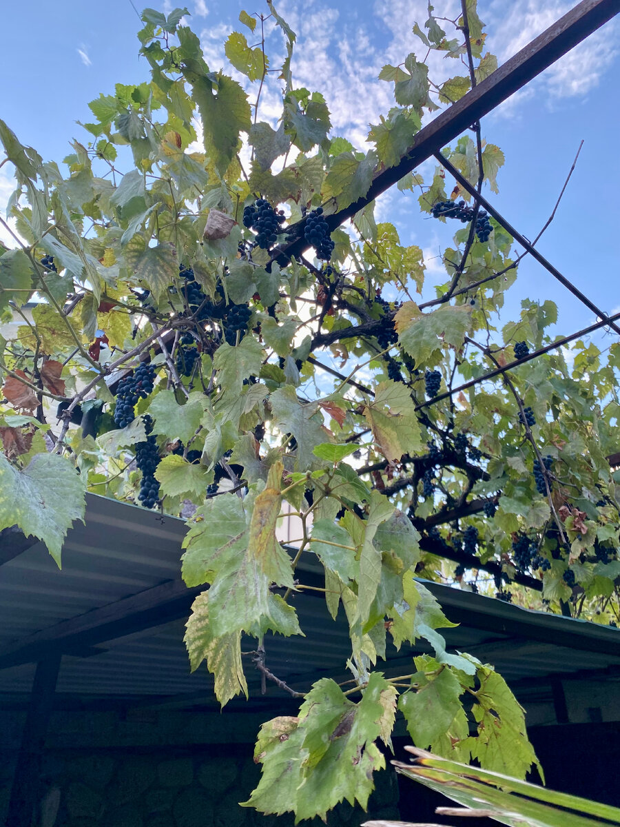 Высоко растет 