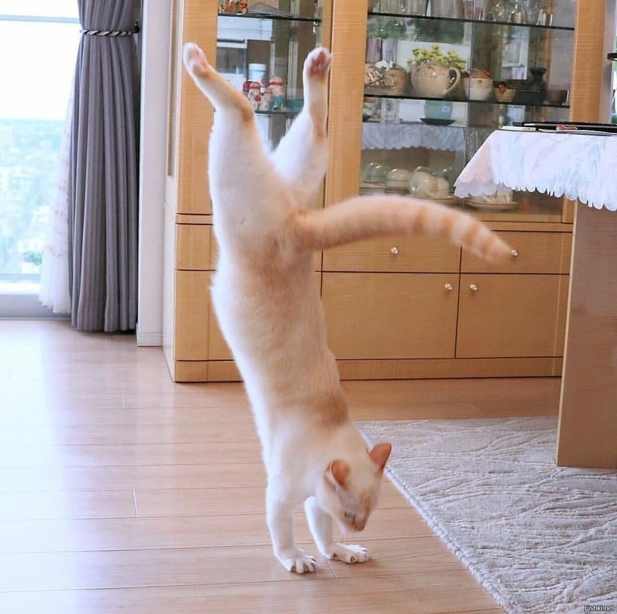 Включи котенок лайков. Танцующий кот. Котик танцует. Кот пляшет. Танцующая кошка.