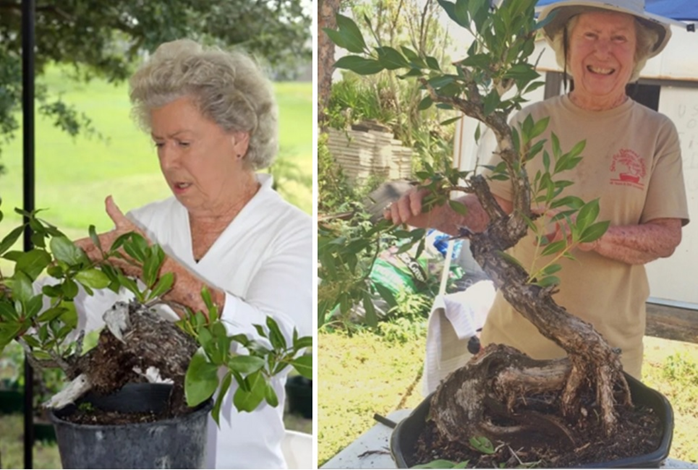 Источник: https://thefloridabonsaimagazine.com/2021/04/14/the-florida-bonsai-magazine-summer-2021/