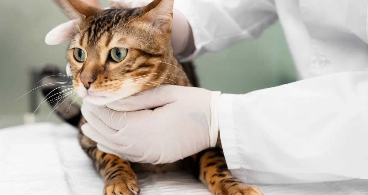 Анна Суаро, ветеринарный врач-диетолог Перед тем, как рассказать, чем кормить кастрированного кота и стерилизованную кошку, предлагаю немного разобраться в терминологии.