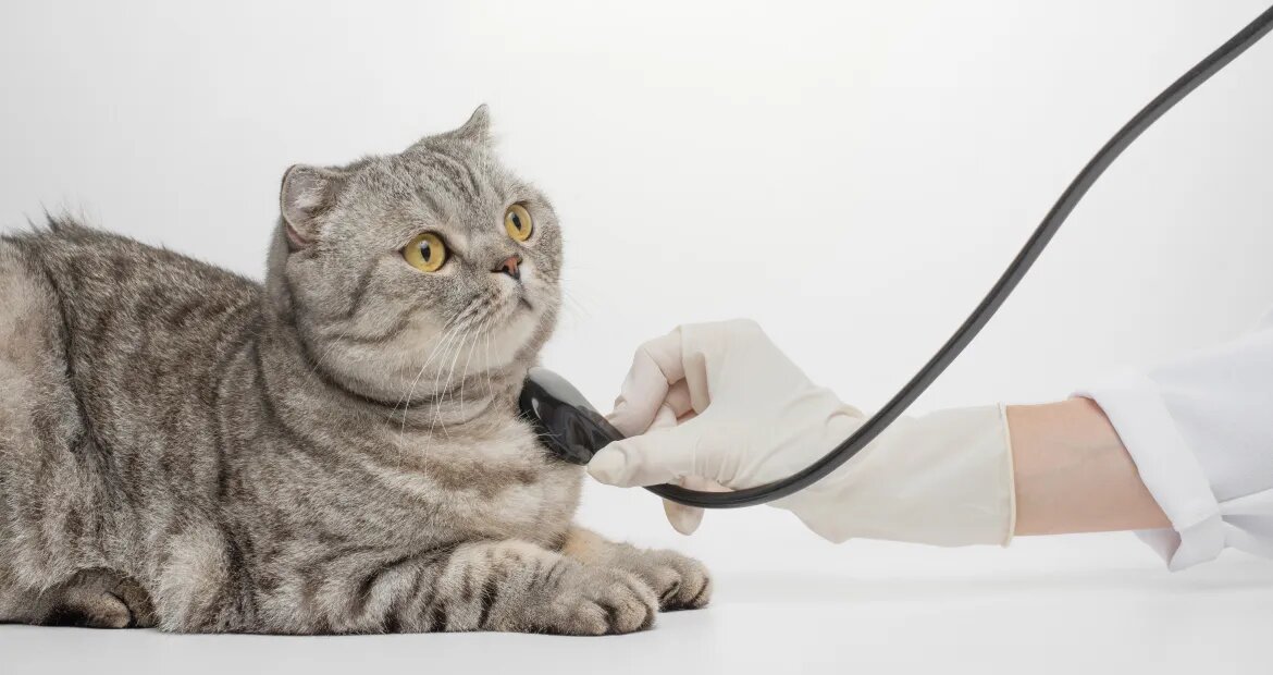 Анна Суаро, ветеринарный врач-диетолог Перед тем, как рассказать, чем кормить кастрированного кота и стерилизованную кошку, предлагаю немного разобраться в терминологии.-3