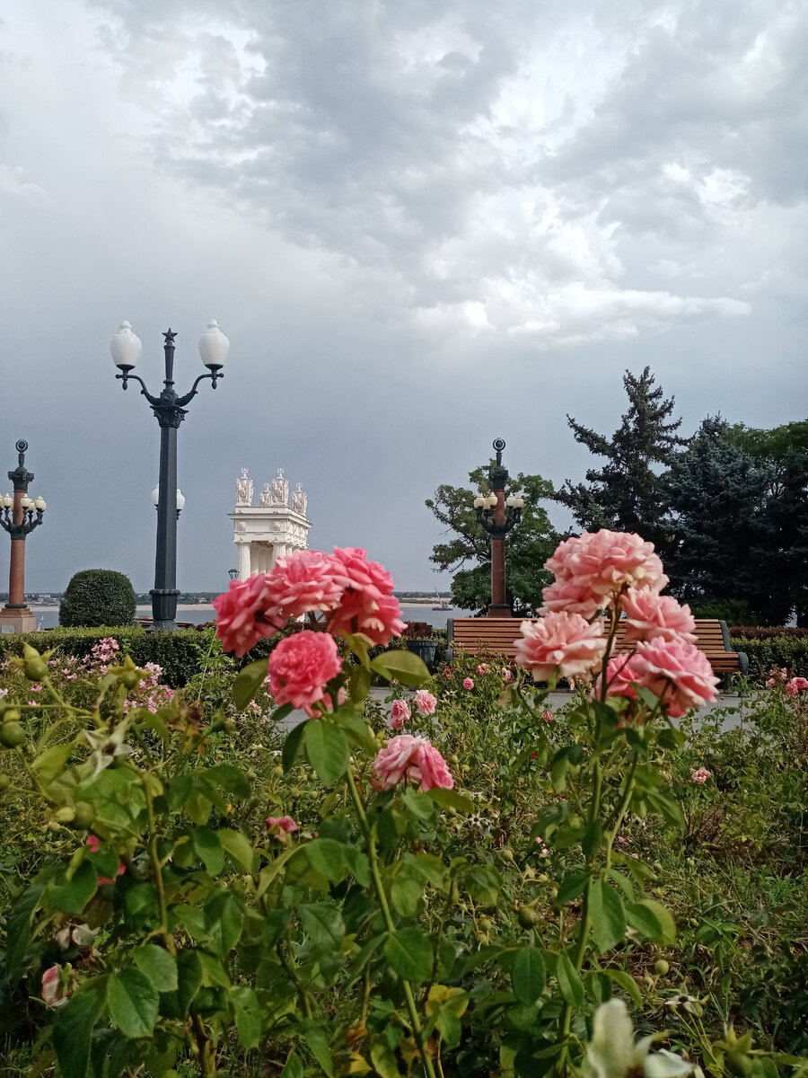 Городские клумбы с розами. Фото автора. 