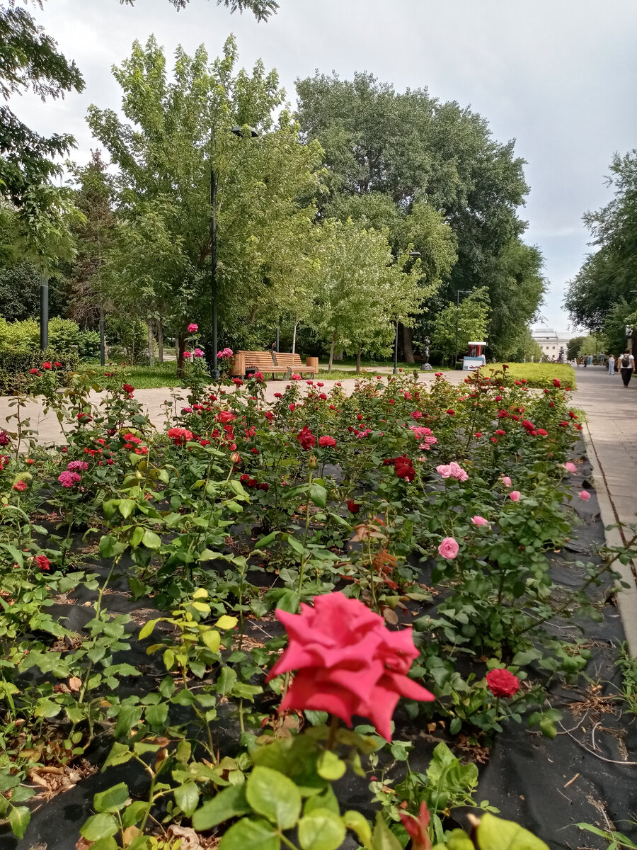 Розы в парке на городской набережной. Фото автора