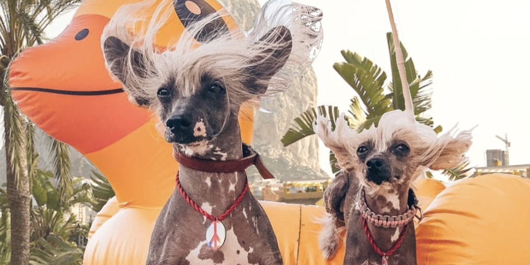 МОЙ УЖАСНЫЙ ОТПУСК: в Крым с собаками - часть 7 🥵