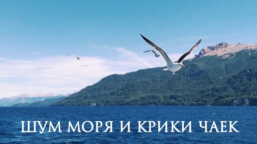 Звуки шум моря крик чаек