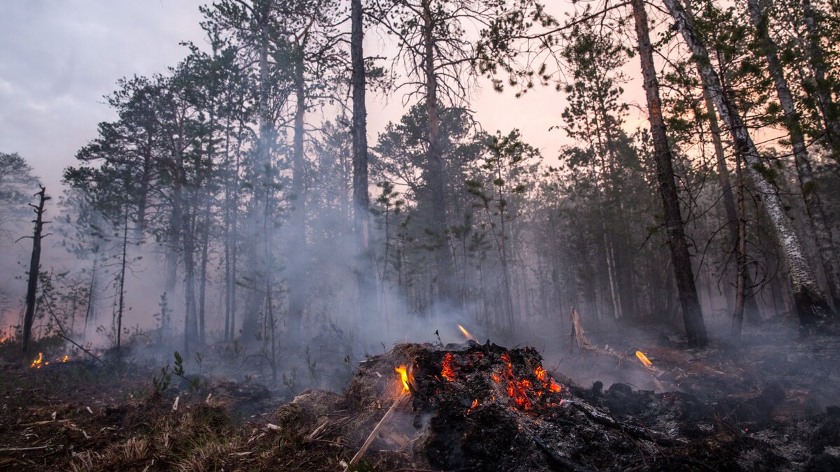    Площадь лесных пожаров в Югре уменьшили практически в 7 раз