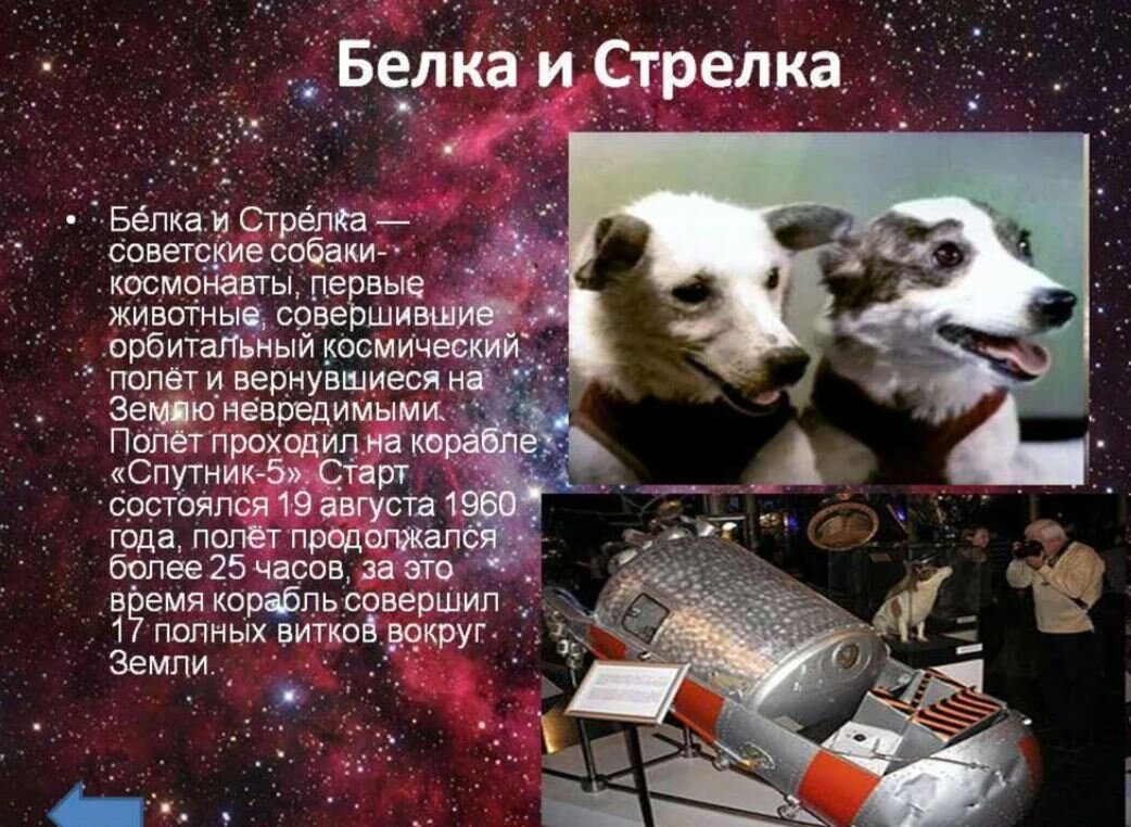 Какие животные первыми побывали в космосе. Герои космоса белка и ст. Собаки-космонавты белка и стрелка-1. Первый полет в космос белки и стрелки. Полёт белки и стрелки в космос Дата.