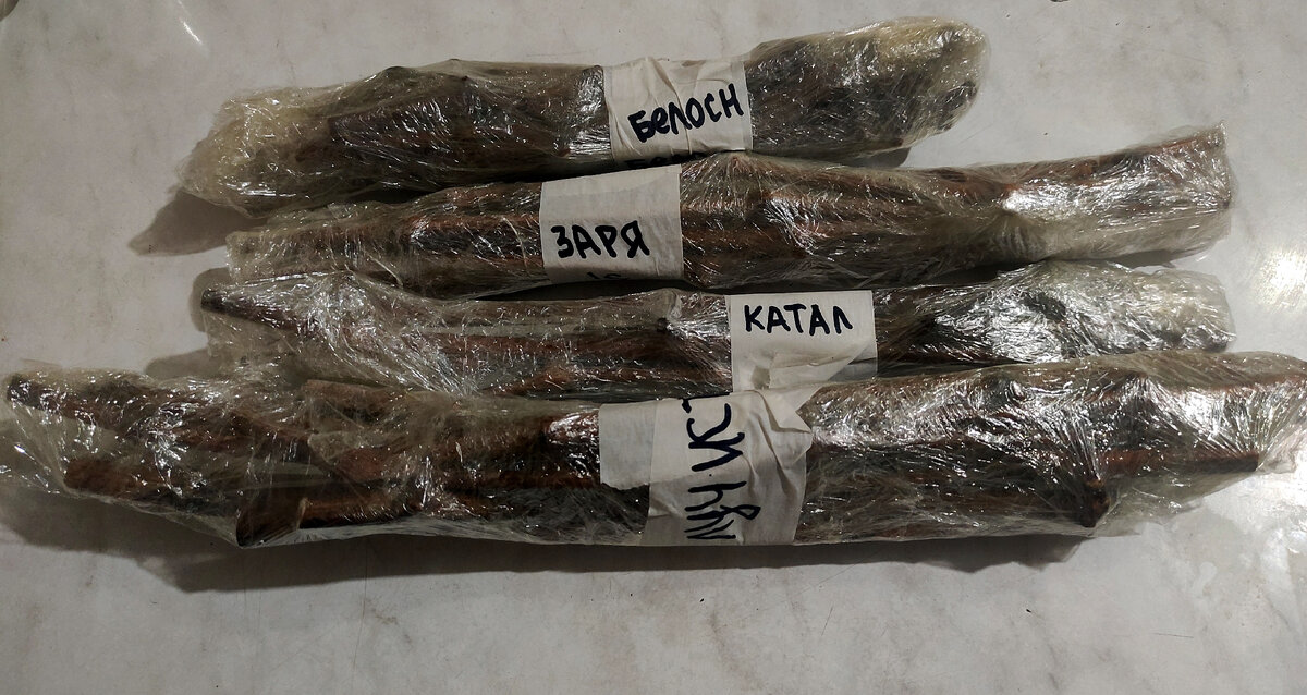 Черенки качественно упакованы и готовы к хранению в холодильнике