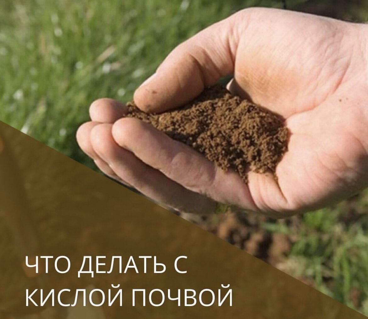 Кислая почва станет намного плодороднее!!! | Все о ландшафтном дизайне ...