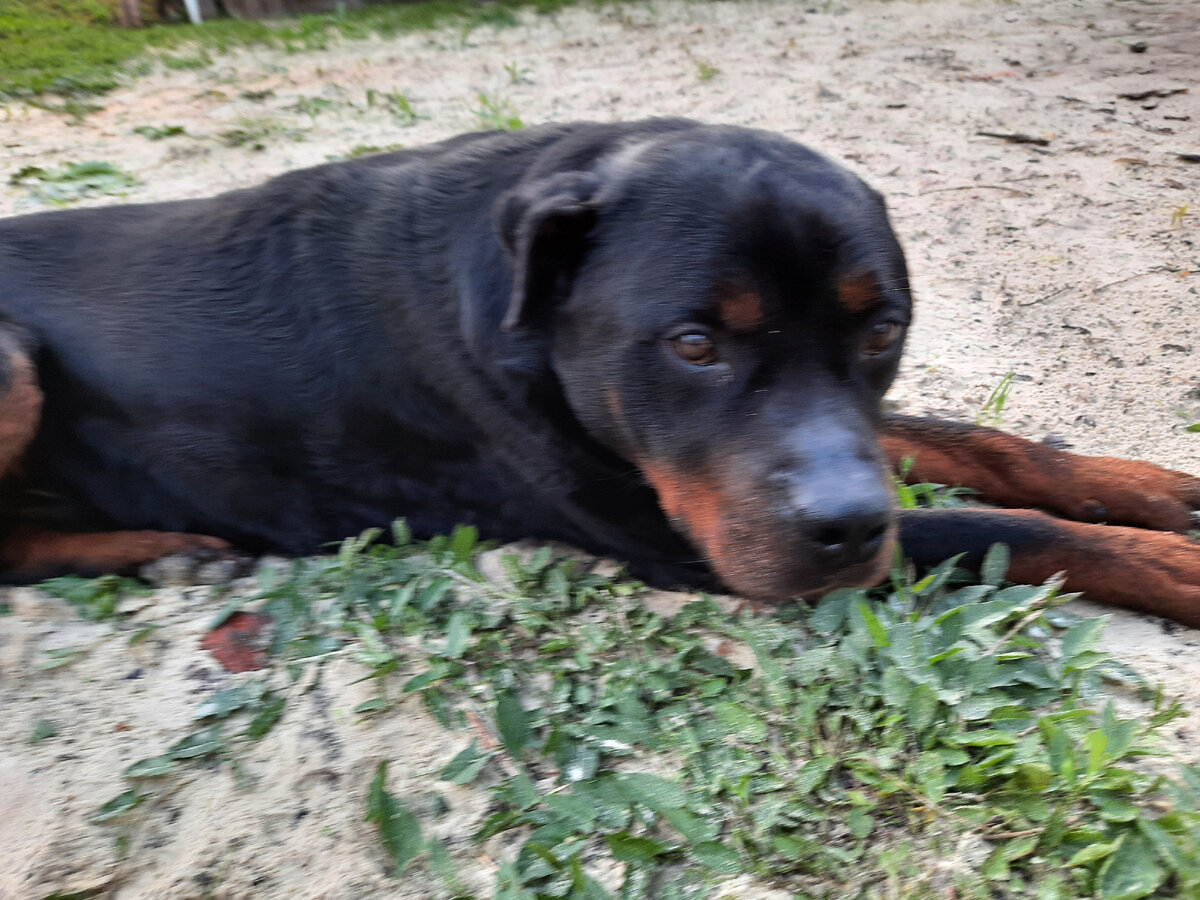 Не думаю, что Спайк чистокровный ротвейлер. Я видел только его маму.