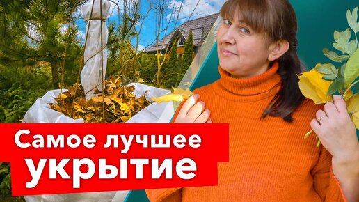 Ваши растения переживут любые морозы, если их укрыть так! Показываю бесплатное и надежное укрытие