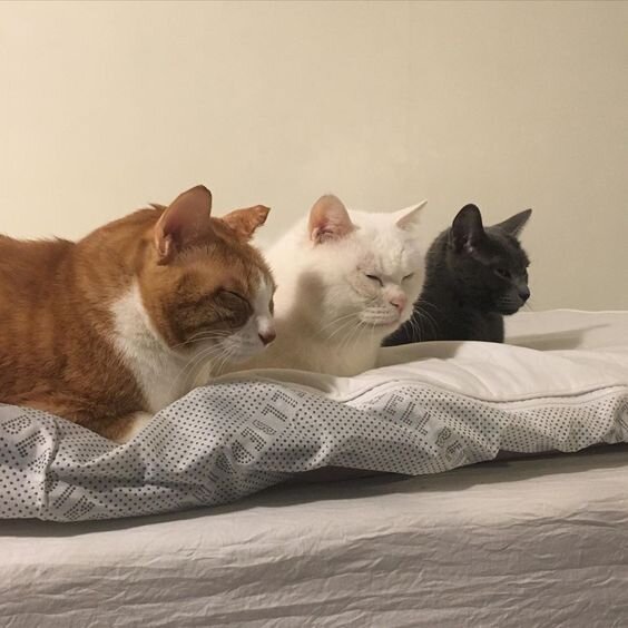 Источник: pinterest.com