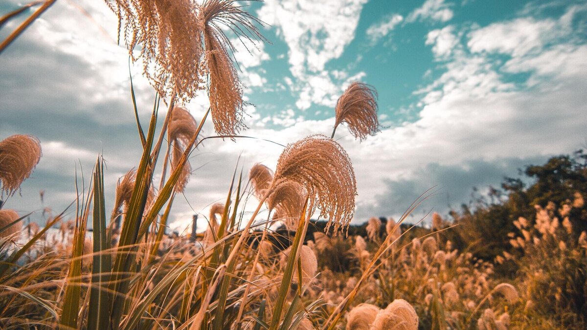    Опасен ли мискантус?© Unsplash / Kin Chan