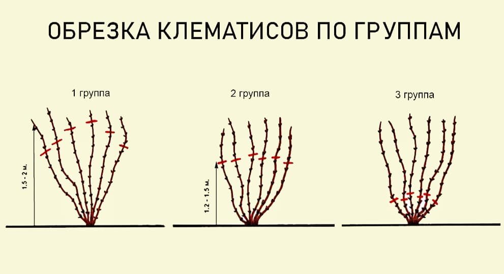 Категории обрезания клематиса. Клематисы группы обрезки таблица. 2 группа обрезки клематисов. Клематисы 2 группы обрезки. Клематис 1 группы обрезки.