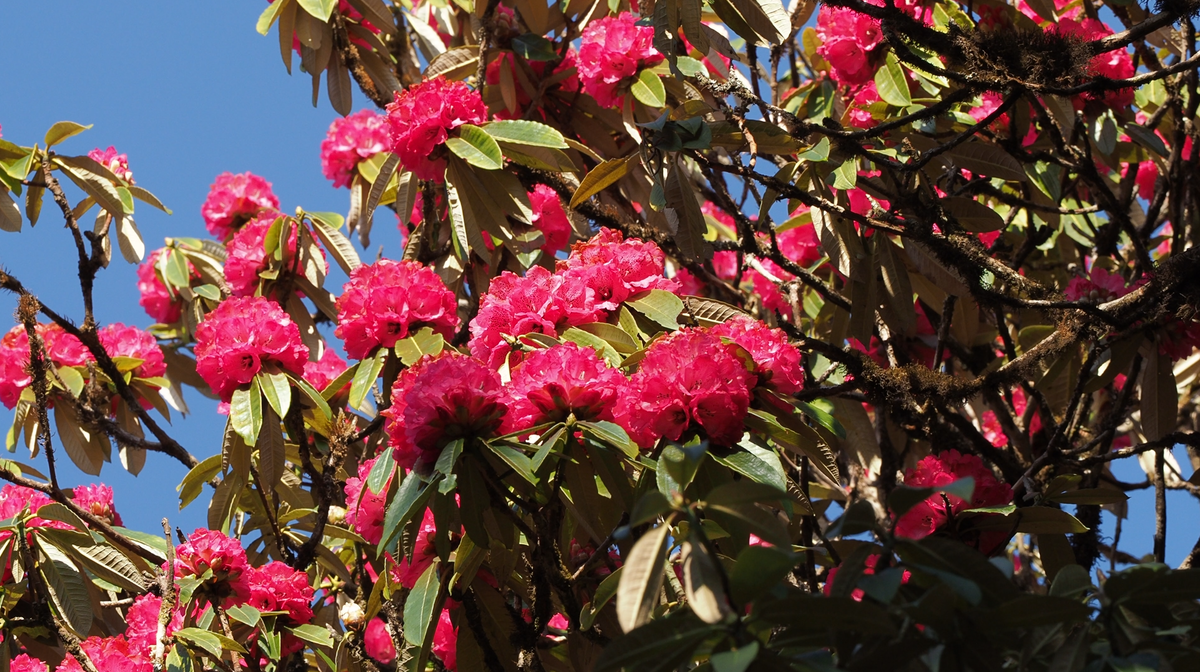 Рододендроны.