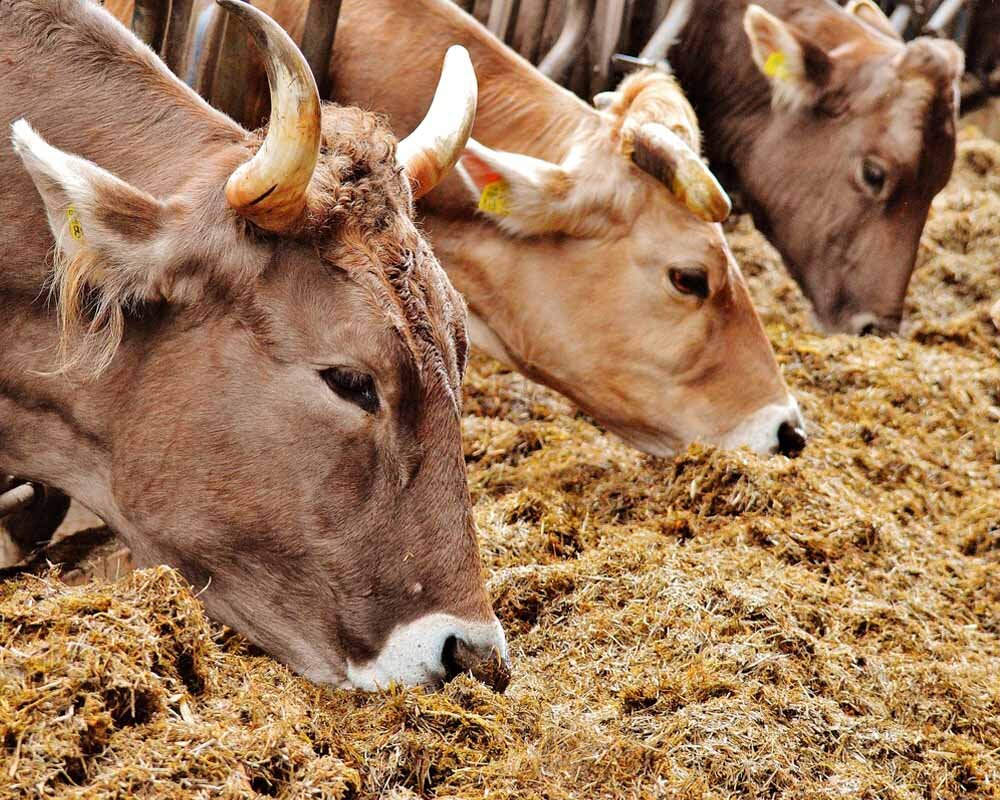 Замена вредных перекусов на полезные