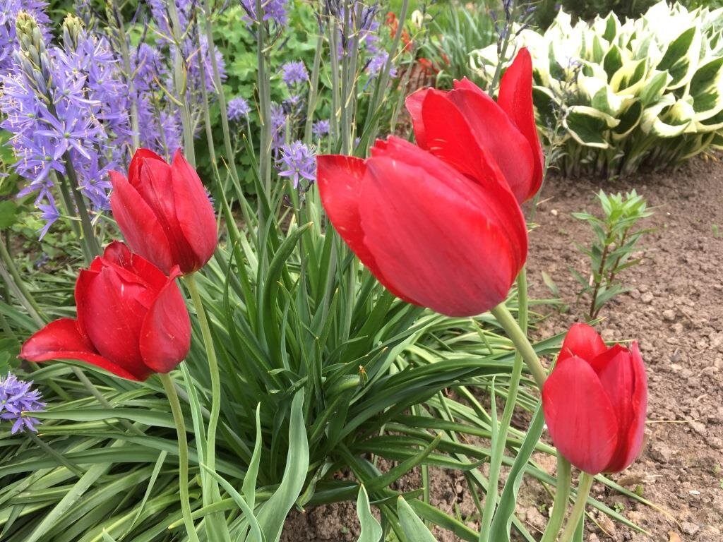 Камассия начинает цвести вместе с тюльпанами и нарциссами.