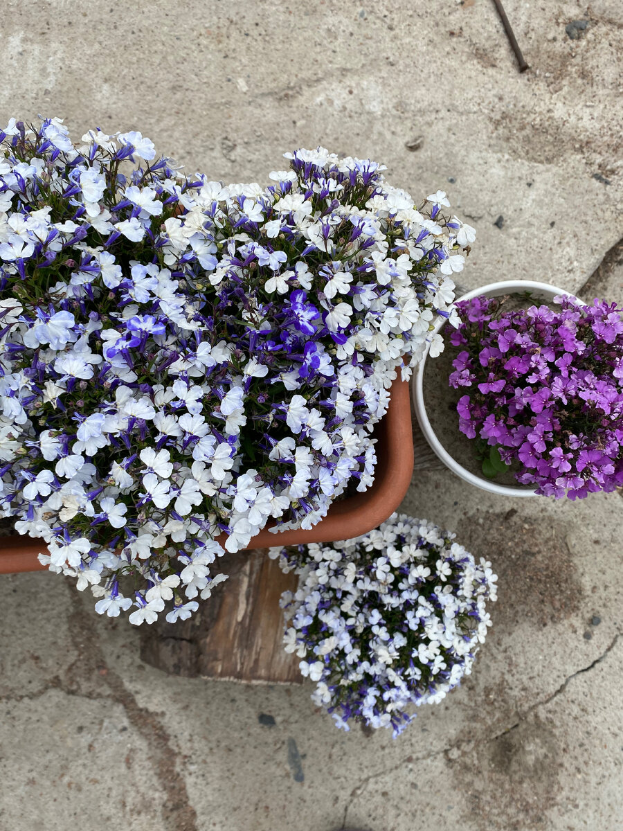 Свои лобелии, выращенные из семян