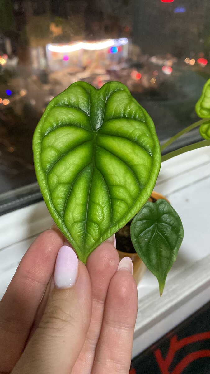 Молодая Алоказия Dragon Scale 