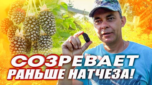 КОЛАМБИЯ ГИГАНТ ЭТО УЛЬТРА РАННИЙ СОРТ БЕЗШИПОЙ ЕЖЕВИКИ СОЗРЕВАЕТ РАНЬШЕ НАТЧЕЗА