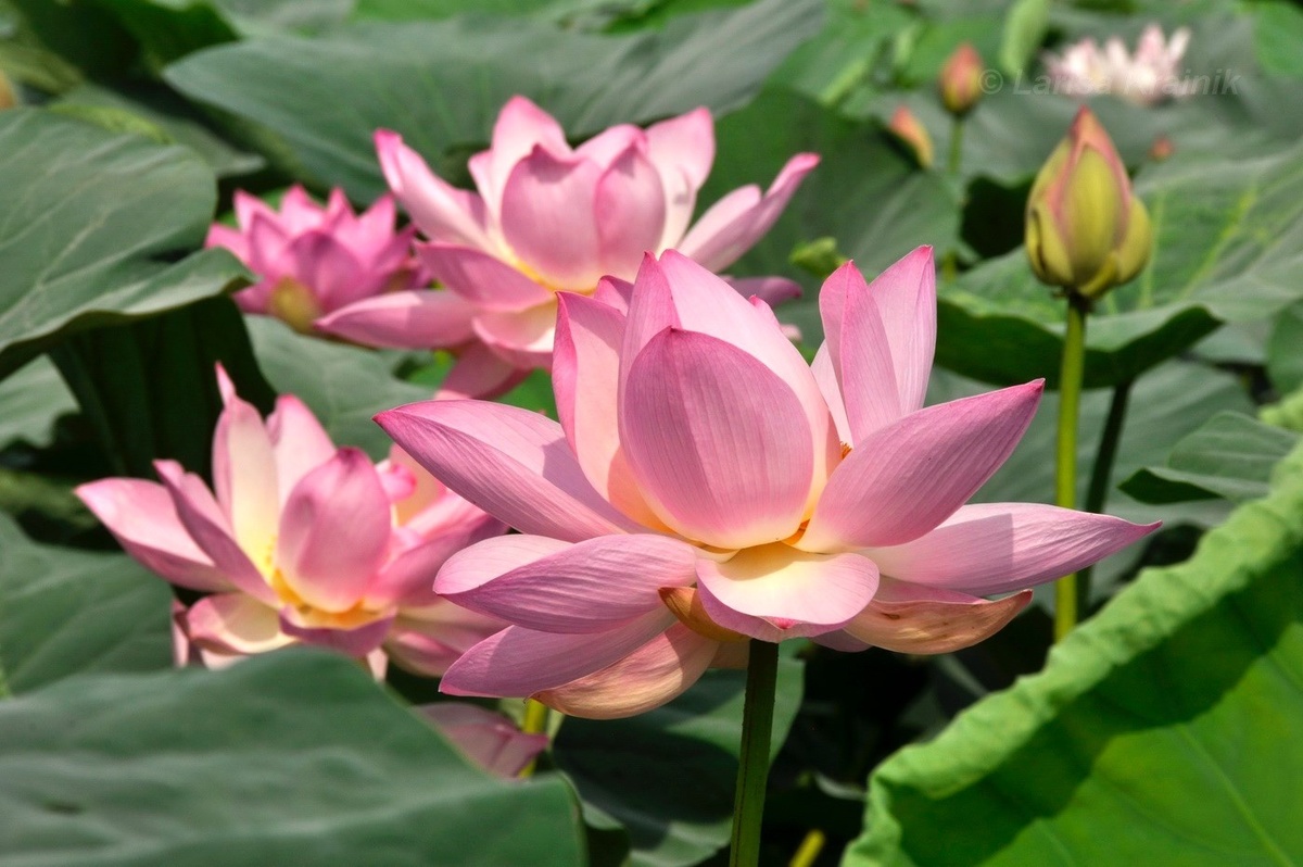 Картинка найдена на просторах интернета, ссылка https://yandex.ru/images/search?from=tabbar&img_url=https%3A%2Fi%2F.pinimg.com%2Foriginals%2Fa8%2F34%2Fа3f%2Fa83р43f81с287309b5e7bd53274cf0591a19.jpg&lr=47&pos=15&rpt=simage&text=%D1%86%D0%B2%D0%B5%D1%82%D1%8B%20%D0%BA%D1%80%D1%83%D0%BF%D0%BD%D0%BE%20%D1%84%D0%BE%D1%82%D0%BE