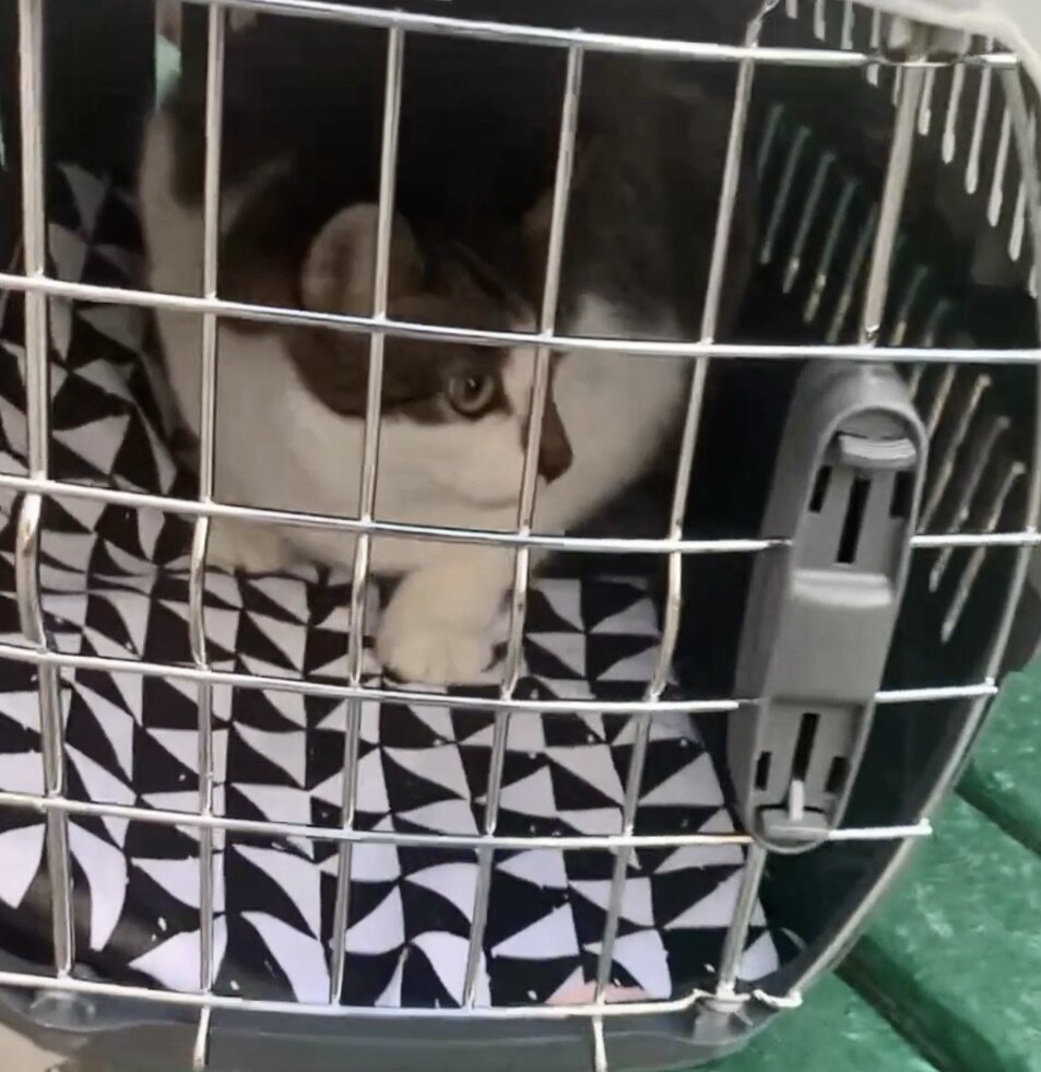 Не забудьте проследить, чтобы в переноске был коврик!