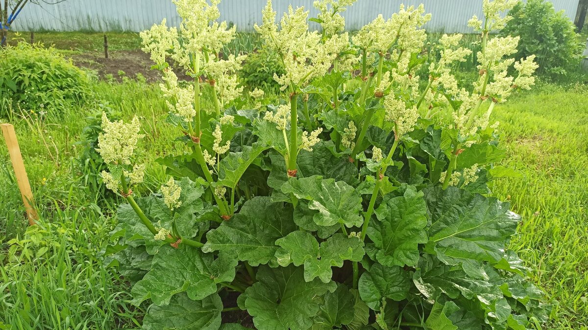 Вот такой лохматый от летом