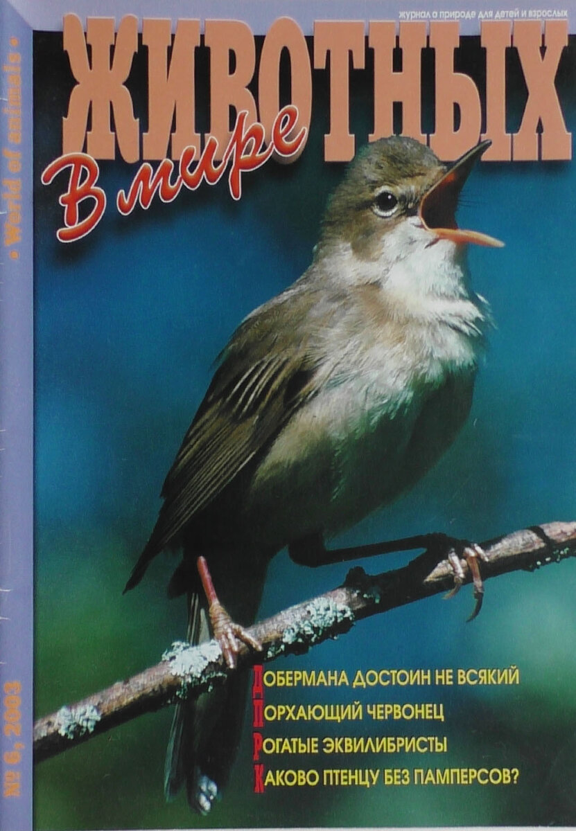 В журнале где была  напечатана статья о болотной камышовке одно фото этой птицы попало на обложку.