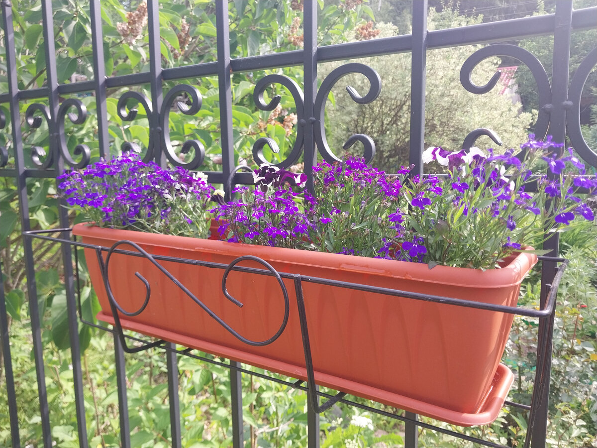 Вариант петуньи с лобелией