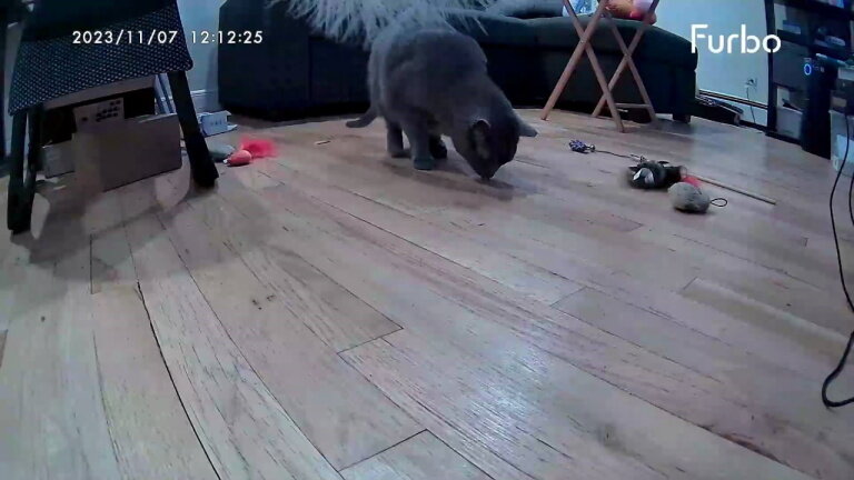 источник https://www.pcmag.com/reviews/furbo-360-cat-camera