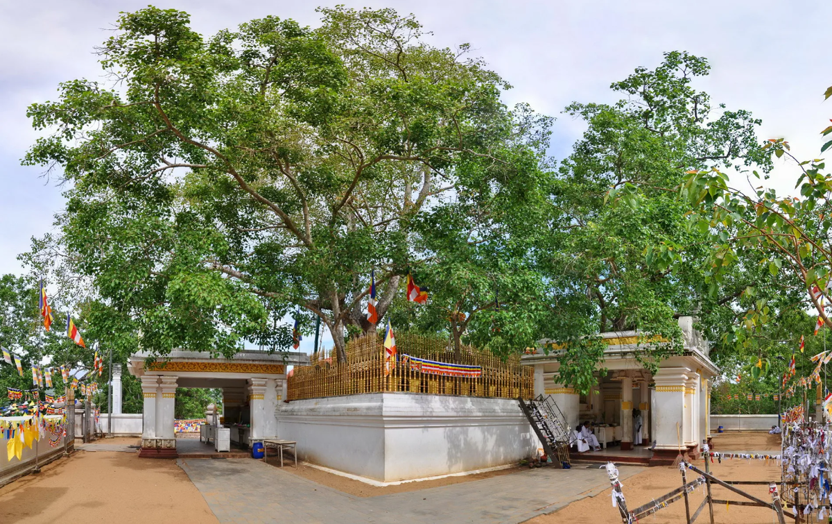 Джайя шри. Джайя Шри Маха Бодхи. Дерево Бодхи Шри Ланка. Анурадхапура дерево Бодхи. Дерево Шри Маха Бодхи.