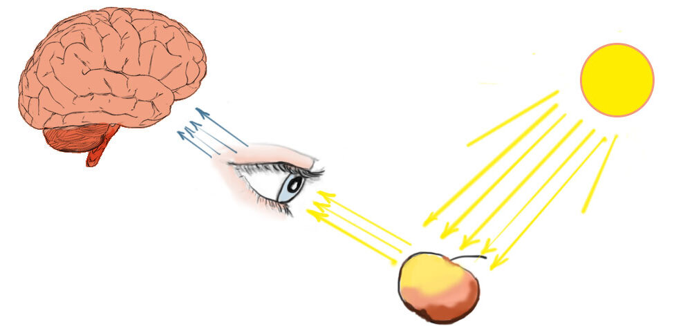 Солнечный свет отражается от яблока и попадает в наш зрительный канал восприятия.