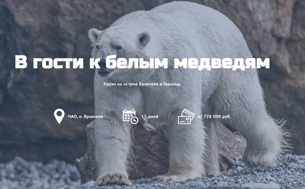 Белый медведь сколько осталось в мире. Белый медведь сколько осталось в мире. Белый медведь идет. Белый медведь. Вес белого медведя.