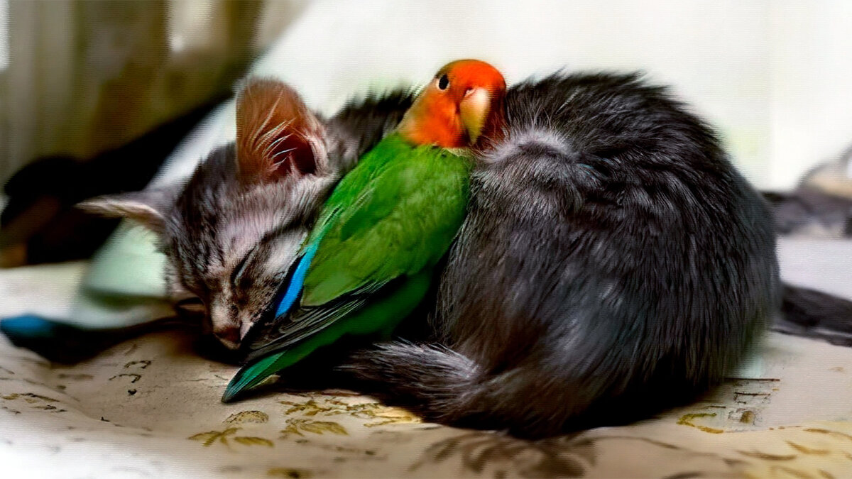 источник фото: stopklopam.ru