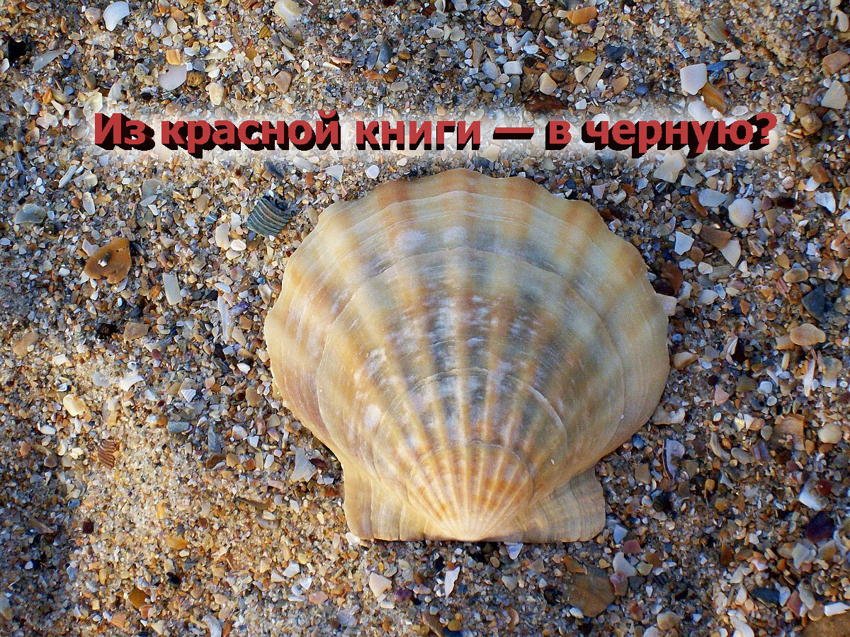 Куда пропали гребешки, которыми раньше были усыпаны пляжи Черного моря ...